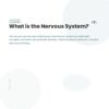 Nervous System Regulation Workbook